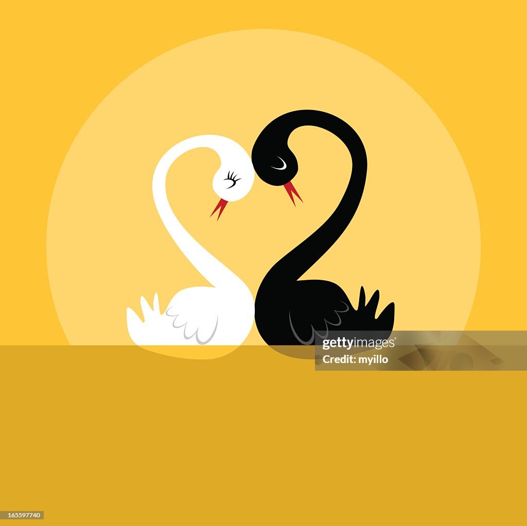 Swan love