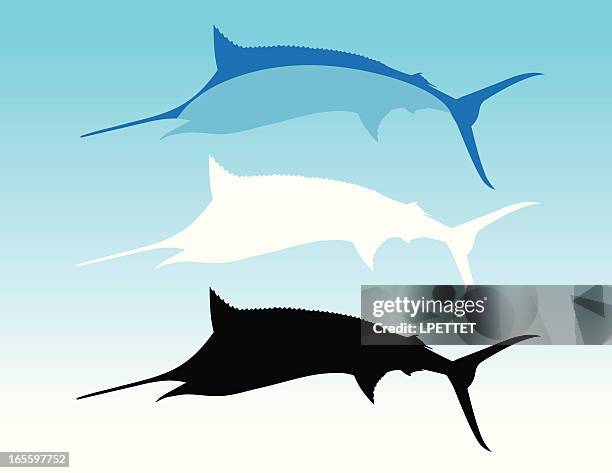 blue marlin - marlin stock illustrations