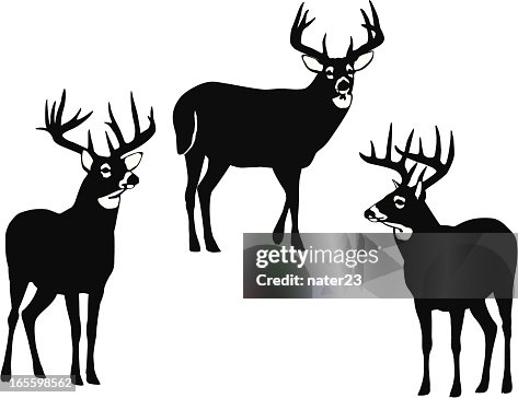 90 Ilustraciones de Venado Cola Blanca - Getty Images 90 Ilustraciones de Venado Cola Blanca - Getty Images