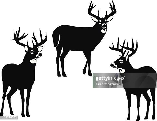 whitetail bucks - deer antler silhouette stock illustrations