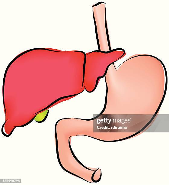 stockillustraties, clipart, cartoons en iconen met liver and stomach - human liver illustration