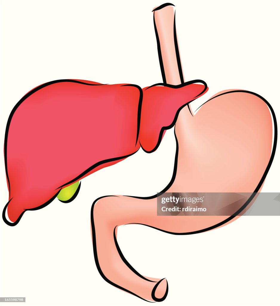 Liver and Stomach