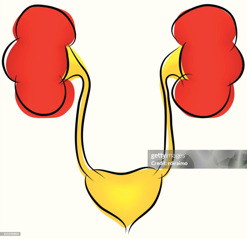 Kidneys and Bladder