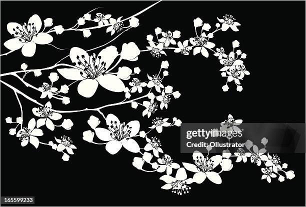 illustrations, cliparts, dessins animés et icônes de jolie silhouette de branche de fleurs - cerisier