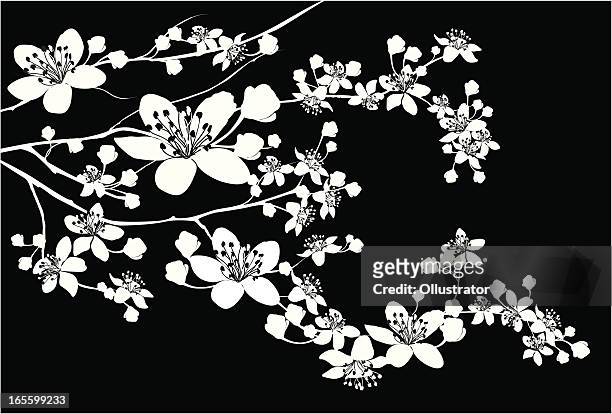 illustrazioni stock, clip art, cartoni animati e icone di tendenza di delicata silhouette di fiorente branch - cherry tree