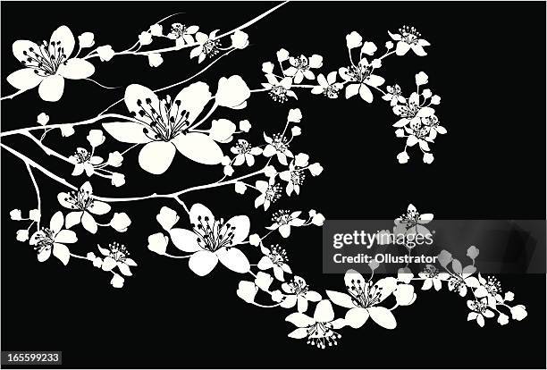 bildbanksillustrationer, clip art samt tecknat material och ikoner med delicate silhouette of blooming branch - sakura