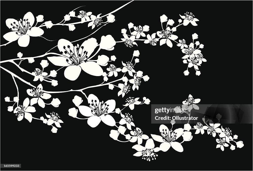 Delicate Silhouette of blooming branch