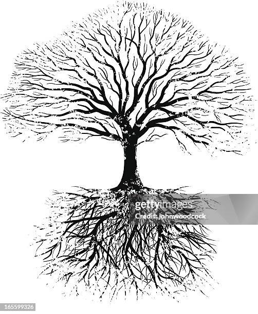 Tree Roots Texture Vector 1,469 Tree Root Texture Stock Photos, High-Res Pictures, and Images ...