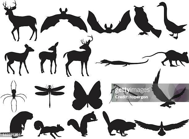 woodland creatures silhouettes - squirrel silhouette stock illustrations