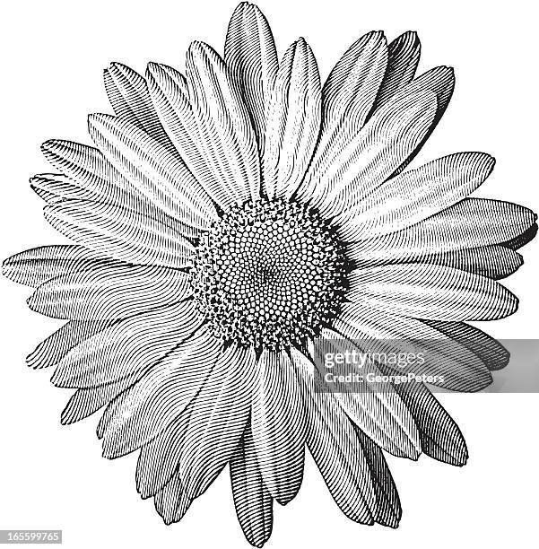 gravieren von daisy - chrysanthemum superbum stock-grafiken, -clipart, -cartoons und -symbole