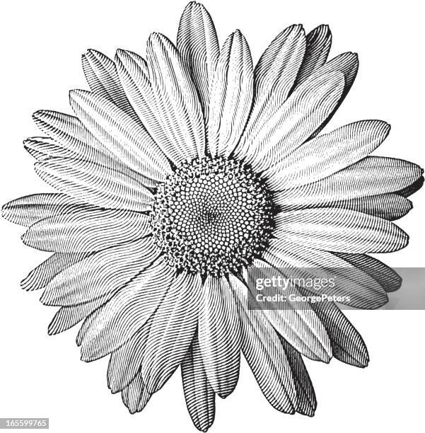 bildbanksillustrationer, clip art samt tecknat material och ikoner med engraving of daisy - chamomile plant