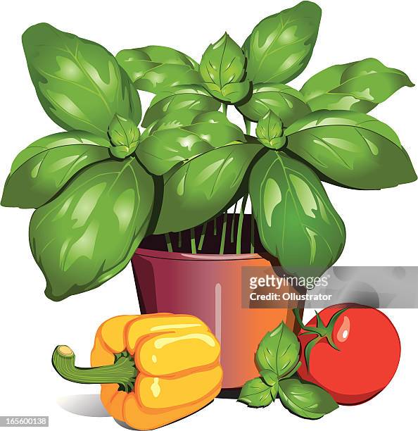 stockillustraties, clipart, cartoons en iconen met basil pot with paprika and tomato - basil