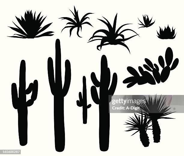 dryclimateplants und cactii - kaktus stock-grafiken, -clipart, -cartoons und -symbole