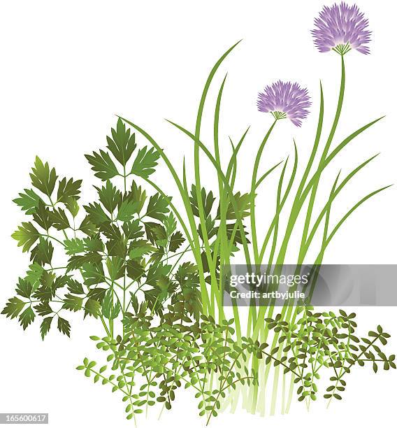 ilustrações de stock, clip art, desenhos animados e ícones de cebolinhos e tomilho salsa, - cebolinho
