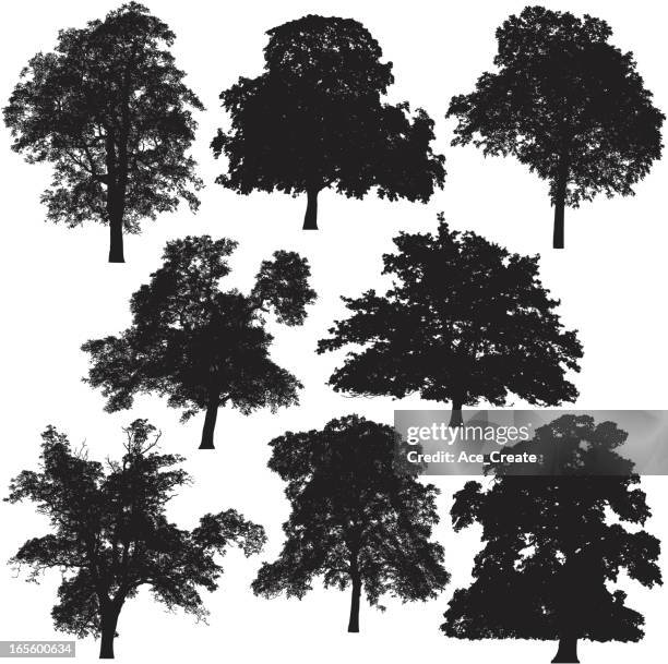 tree silhouette collection - oak tree silhouette stock illustrations