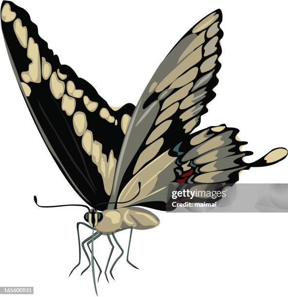 stockillustraties, clipart, cartoons en iconen met black swallowtail butterfly - black swallowtail butterfly