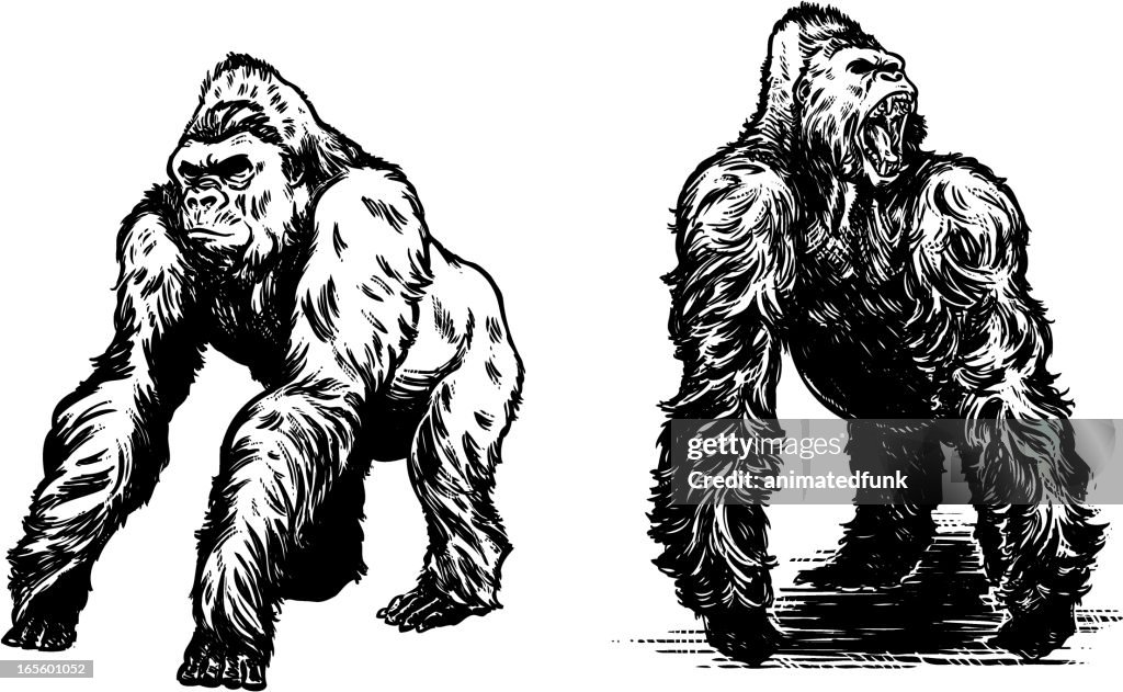 Gorillas in Schwarz
