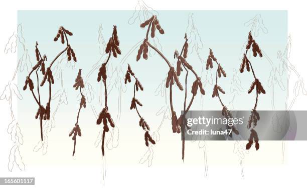 autumn soybeans (soya beans) - soybean stock illustrations