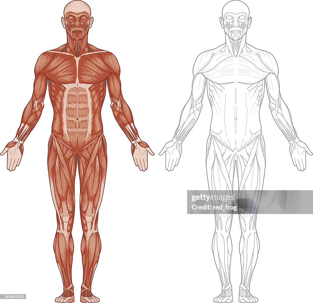 Cuerpo humano, los músculos
