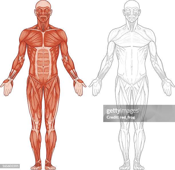 stockillustraties, clipart, cartoons en iconen met human body, muscles - male body