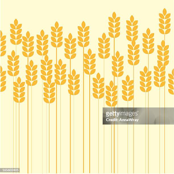 wheat field - wheat grain 幅插畫檔、美工圖案、卡通及圖標