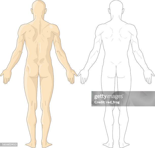 menschlicher körper - rücken stock-grafiken, -clipart, -cartoons und -symbole