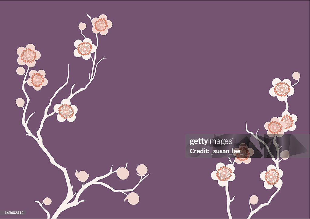 Purple cherry blossoms