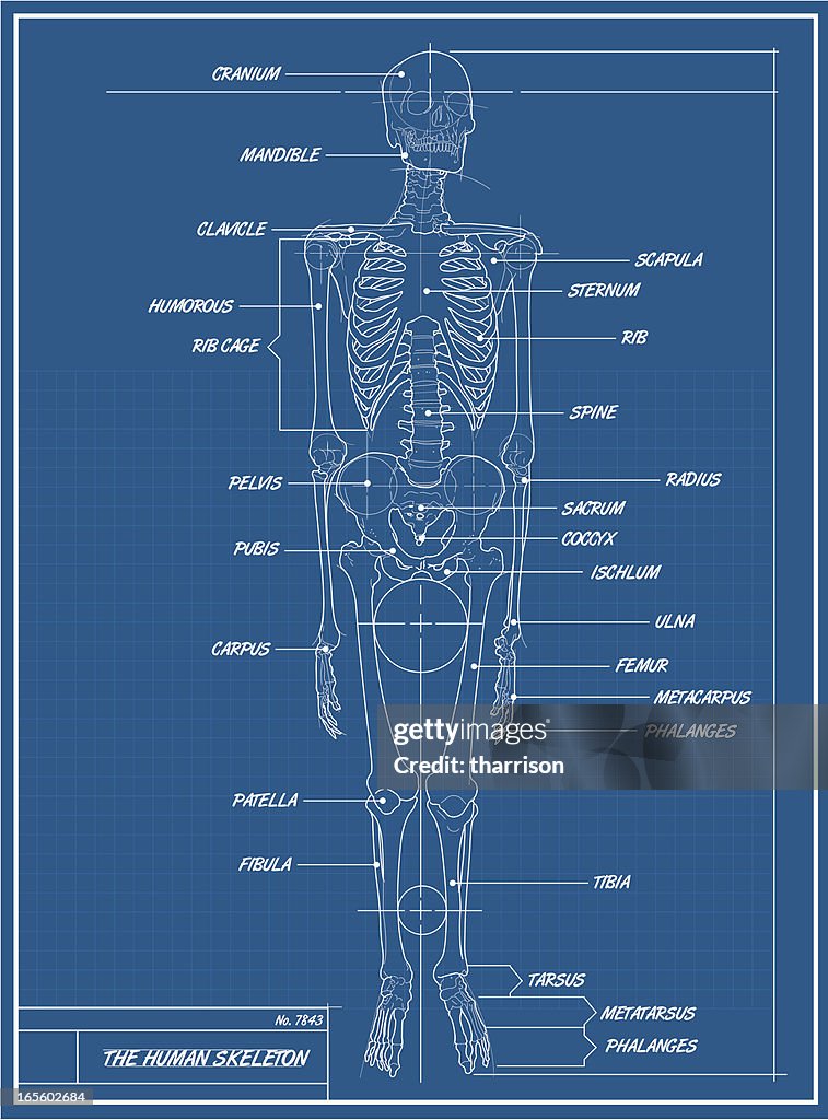 Skeleton Plan Format Human Skeleton Blueprint High-Res Vector Graphic - Getty Images