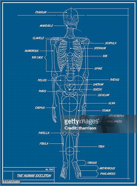 human skeleton blueprint - human skeletal system stock illustrations