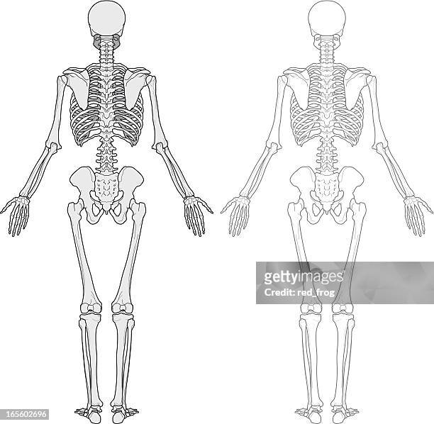 menschlichen körper, skeleton - rear view stock-grafiken, -clipart, -cartoons und -symbole