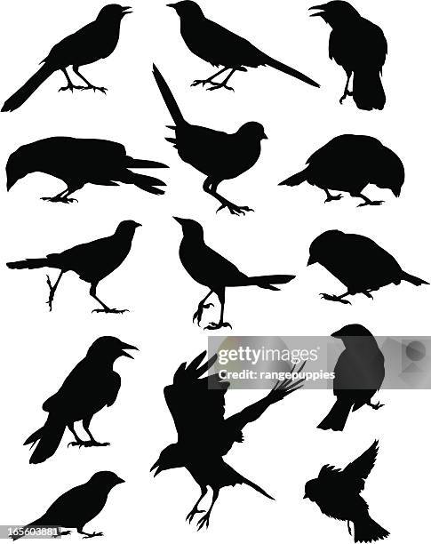 birds - crows stock illustrations