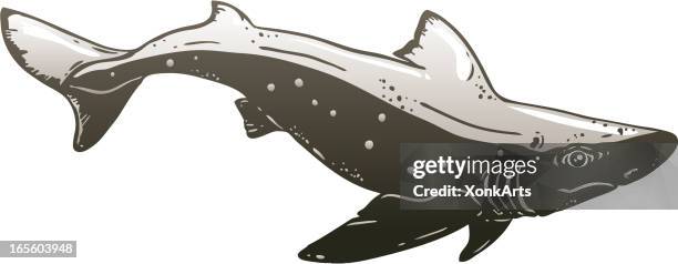 dogfish - dogfish stock illustrations