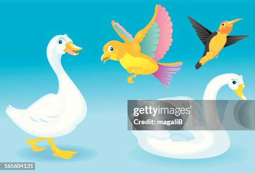 Birds Birds