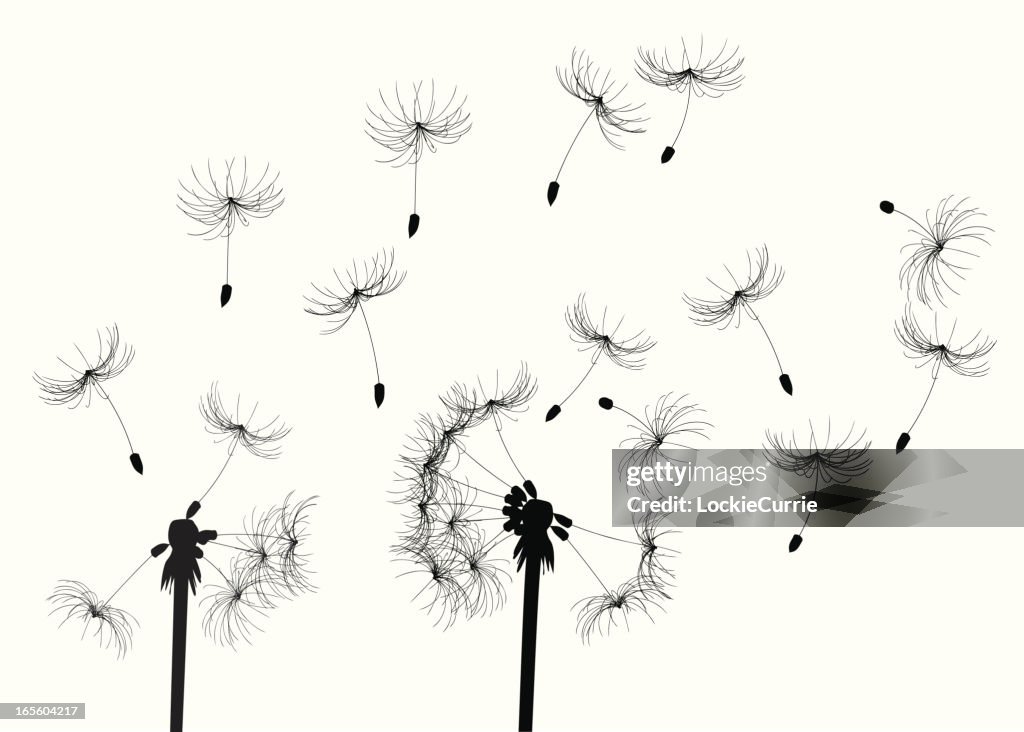 Dandelions in the breeze