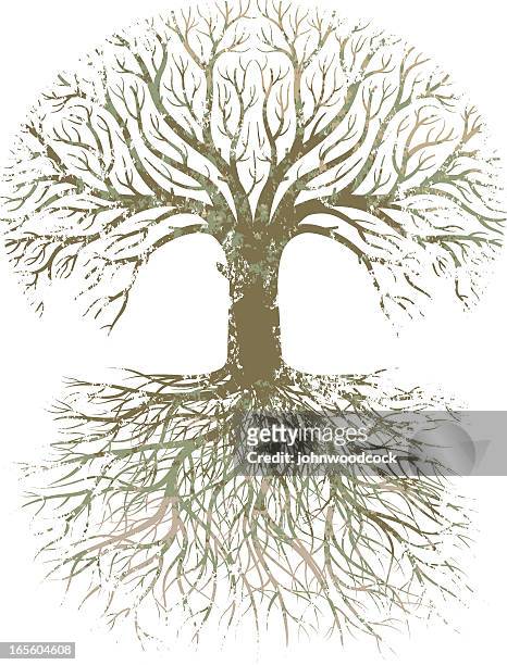 ilustraciones, imágenes clip art, dibujos animados e iconos de stock de grunge gran árbol raíces. - árbol genealógico