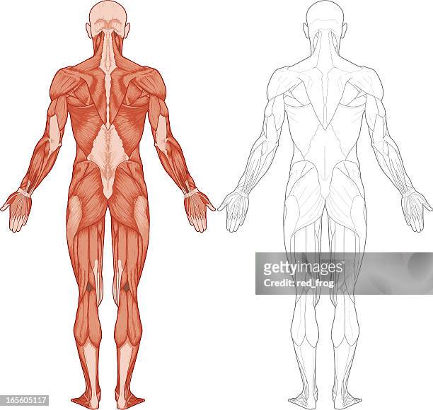 human body, muscles - muscular build stock illustrations
