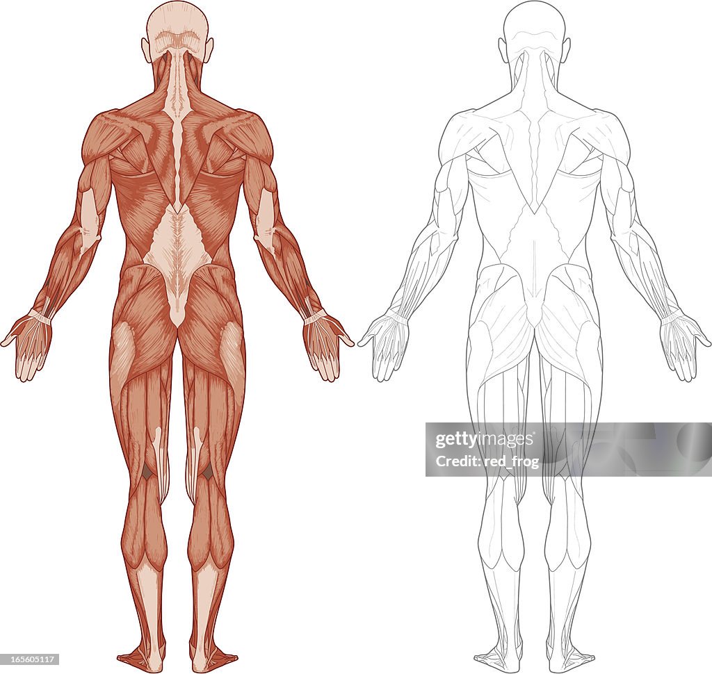 Human body, muscles