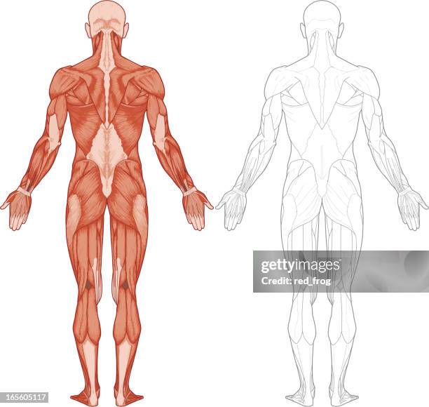 human body, muscles - back 幅插畫檔、美工圖案、卡通及圖標