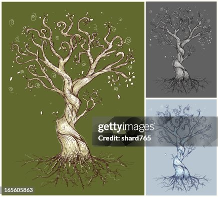 Curver Tree An Illustration Of Three Curvy Trees High-Res Vector Graphic - Getty Images