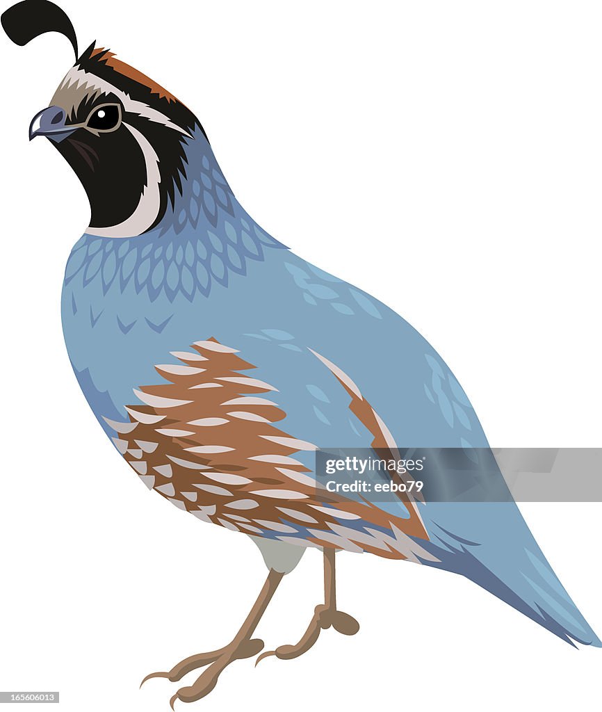 A Blue And Brown Cartoon Of A Quail Bird High-Res Vector Graphic - Getty  Images