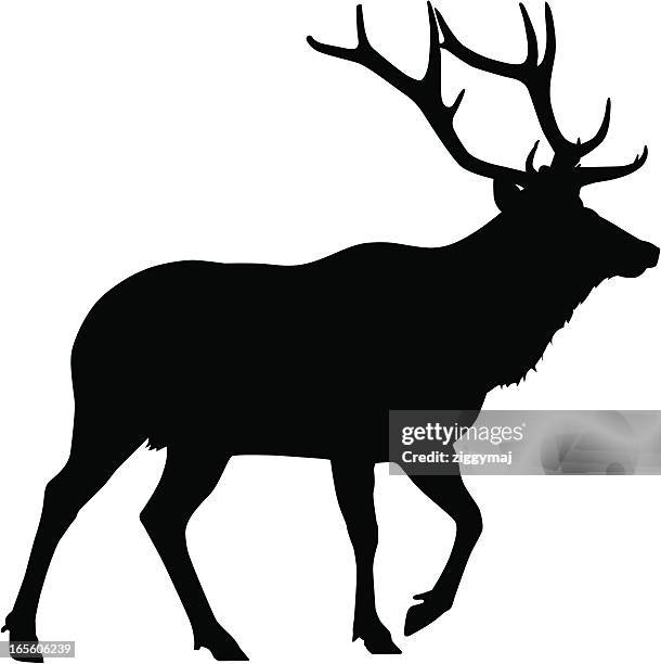 elk - deer stock illustrations