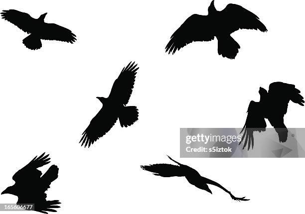 ilustraciones, imágenes clip art, dibujos animados e iconos de stock de raven - raven