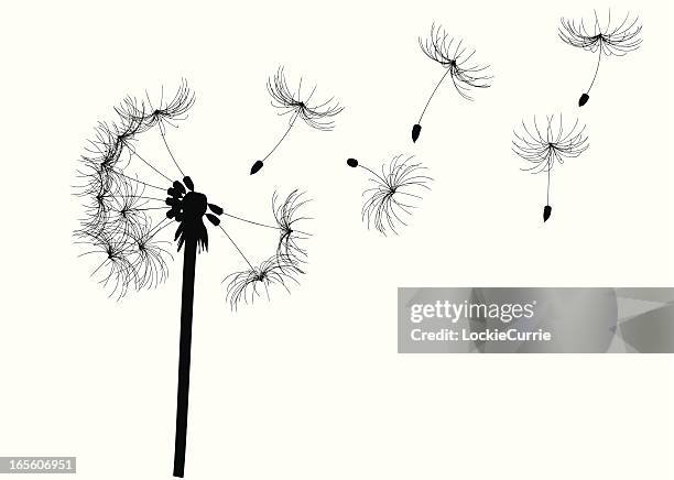 dandelion - free flowers stock illustrations