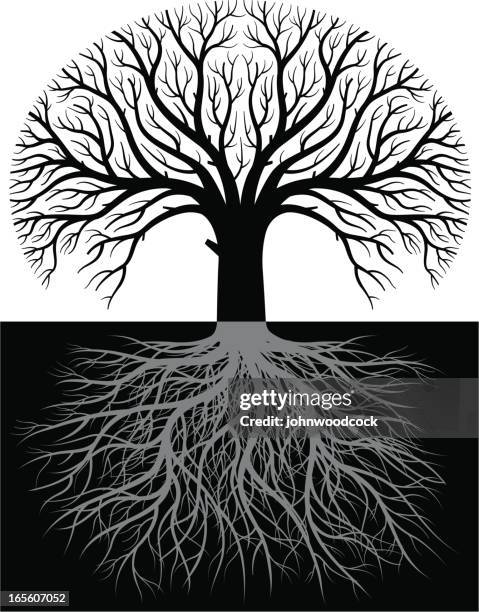 Two Root Tree Two Oak Trees Photos and Premium High Res Pictures - Getty Images