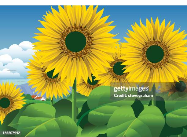 sunflower field - sunflower field vector stock illustrations