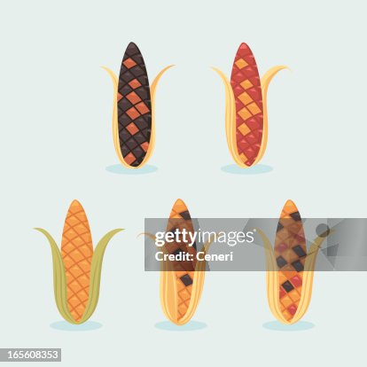 Indian corn Indian corn