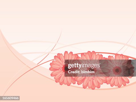 Gerbera Daisies Gerbera Daisies