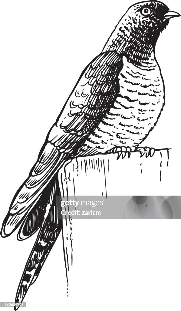 Cuckoo