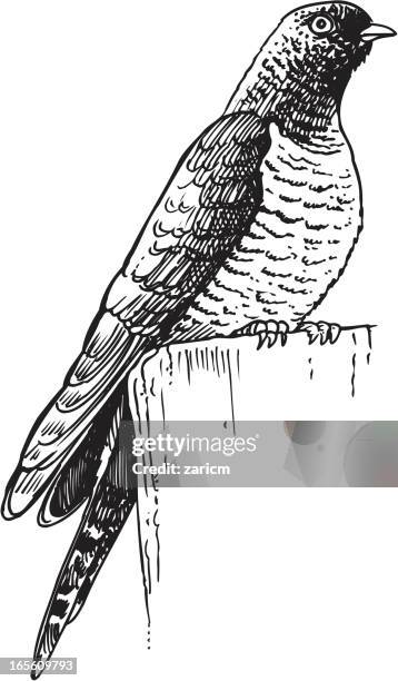 cuckoo - warbler stock illustrations