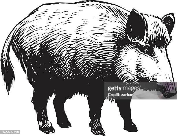 wild boar - wildschwein stock-grafiken, -clipart, -cartoons und -symbole